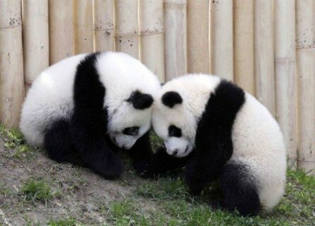 Funny panda couple