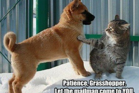 Funny Picture on Funny Cat Teaches Dog Patience Funny Pics Co
