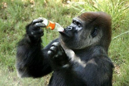 Funny gorilla drinking from plastic bottle