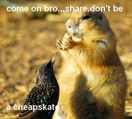 Funny prairie dog and bird