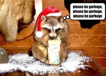 Funny raccoon picture