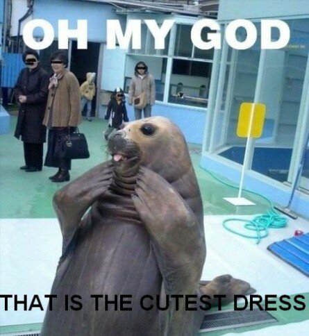 Funny seal picture