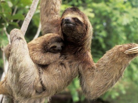 Funny three toed sloth