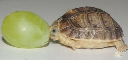 Funny tiny turtle