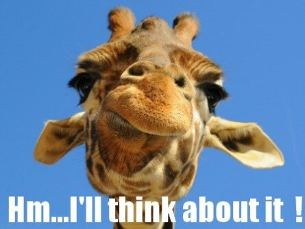 Funny undecided giraffe