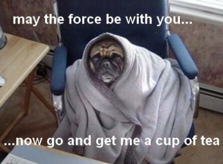 Funny pug image