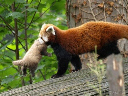 Red panda