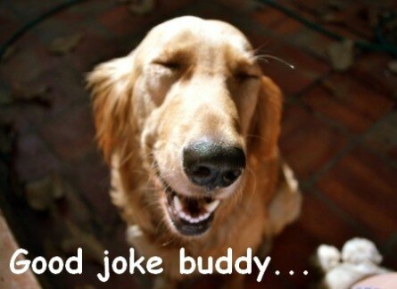 Laughing dog