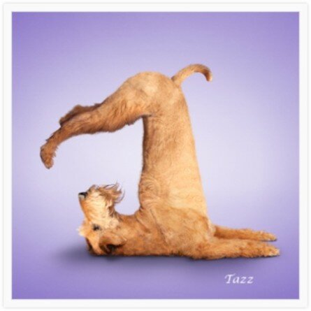 Funny yoga dog