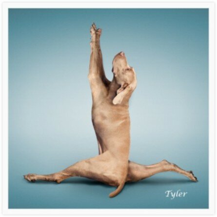 Funny yoga dog