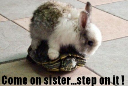 funny-bunny-and-turtle-445x299.jpg