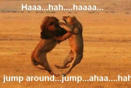 Funny lions jumping battle