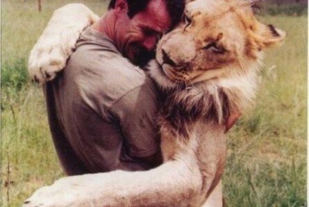 Funny Man Hugging Lion 445x299