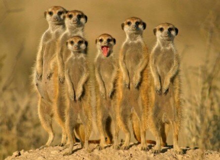 Funny suricate